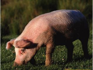 2021年扶持农村致富项目,农民创业致富扶持政策