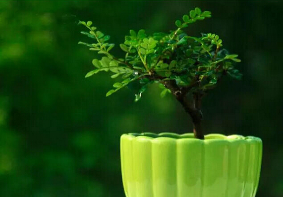 孔雀竹芋喜阴观叶植物室内盆栽,9种非常好养活的室内观叶植物