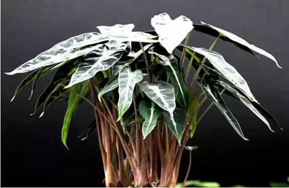 孔雀竹芋喜阴观叶植物室内盆栽,9种非常好养活的室内观叶植物