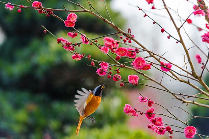 「纪检人·镜头」轻雷初惊蛰耕种满田畴