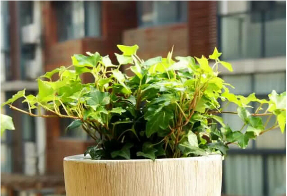 孔雀竹芋喜阴观叶植物室内盆栽,9种非常好养活的室内观叶植物