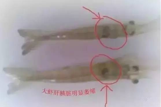 快看过来,虾“肝萎缩”原因及解决方案!
