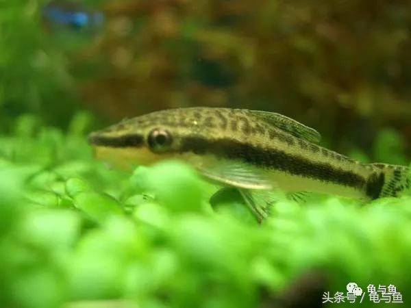 淡海除藻最好的方法,海水除藻