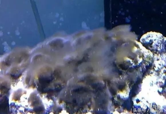 淡海除藻最好的方法,海水除藻