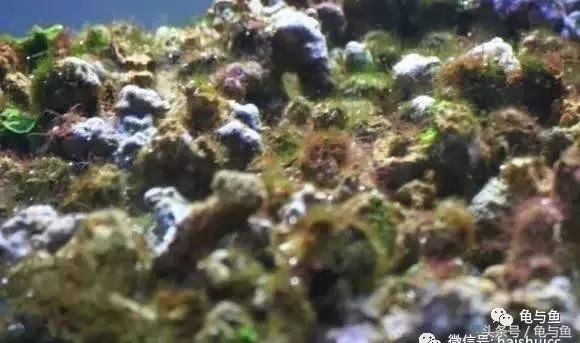 淡海除藻最好的方法,海水除藻