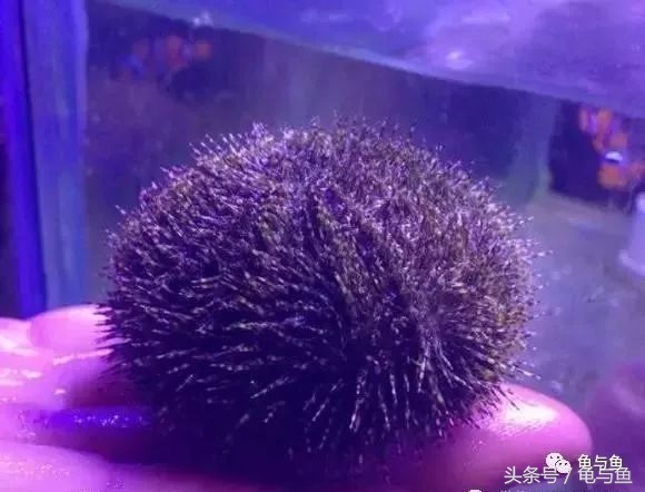 淡海除藻最好的方法,海水除藻