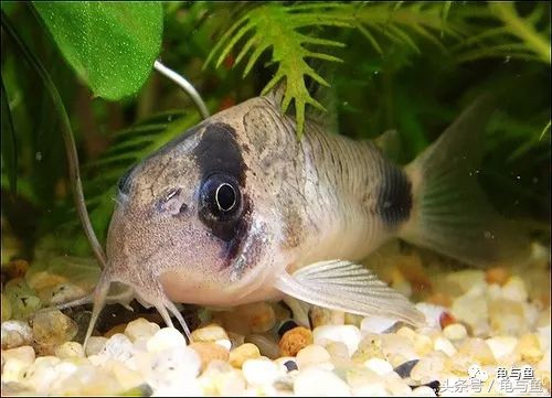 淡海除藻最好的方法,海水除藻