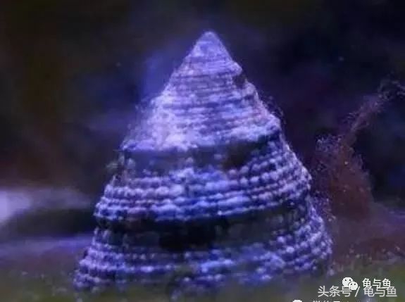 淡海除藻最好的方法,海水除藻