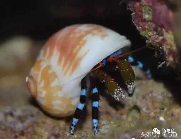 淡海除藻最好的方法,海水除藻