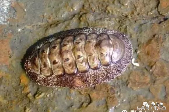 淡海除藻最好的方法,海水除藻