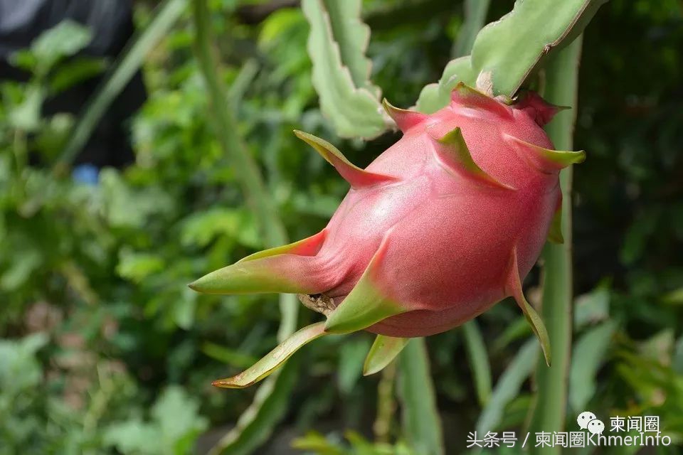 柬埔寨热带水果怎么挑选,柬埔寨哪几种水果好吃又便宜