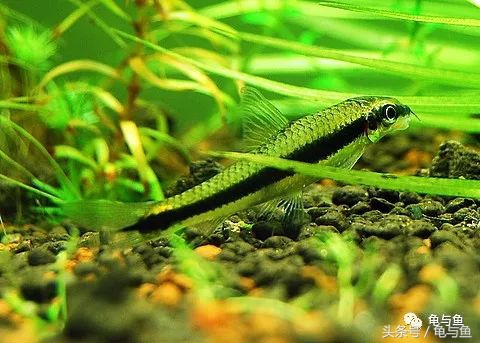 淡海除藻最好的方法,海水除藻