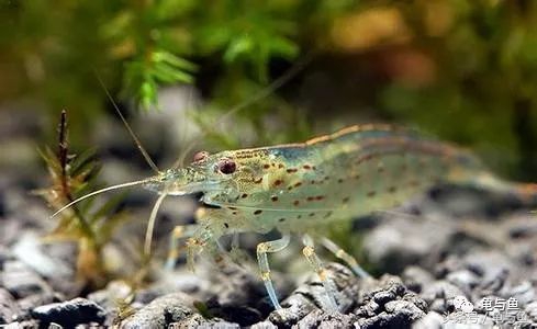 淡海除藻最好的方法,海水除藻