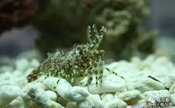 淡海除藻最好的方法,海水除藻