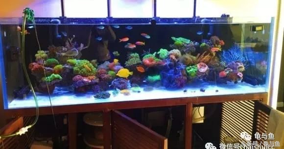 淡海除藻最好的方法,海水除藻