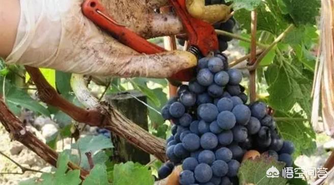 葡萄全年管理周期表,葡萄全年管理用药