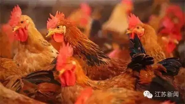 h7n9型禽流感出现过几次,h7n9禽流感持续了多久