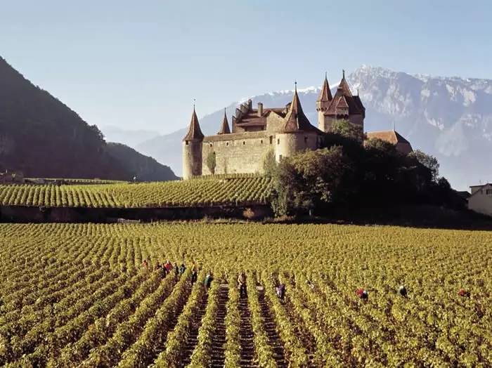 若一生只能喜欢一种酒,我选教皇新堡