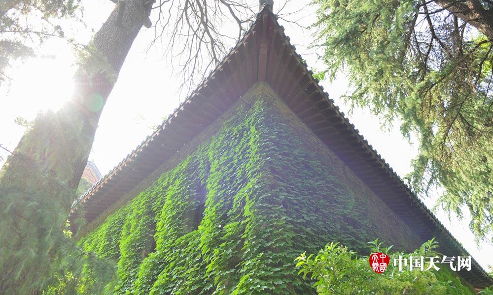 盘点那些绿色城堡看建筑如何在夏天穿上绿色“防晒衣”