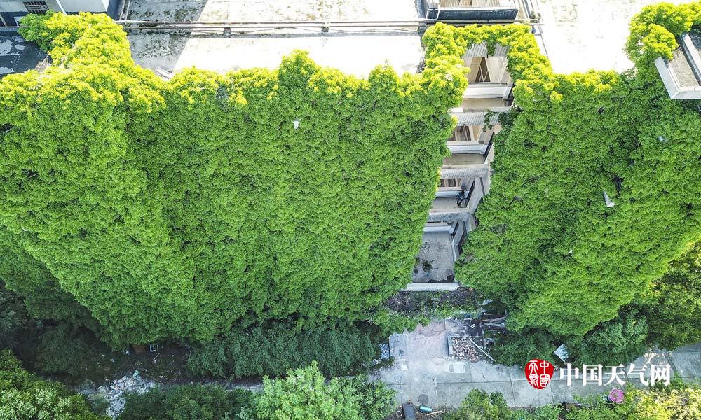 盘点那些绿色城堡看建筑如何在夏天穿上绿色“防晒衣”