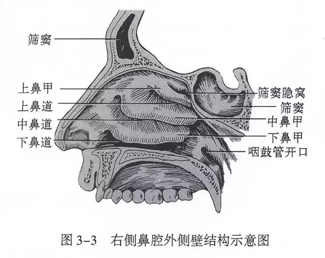 下呼吸道详细图解,必备上呼吸道解剖详解