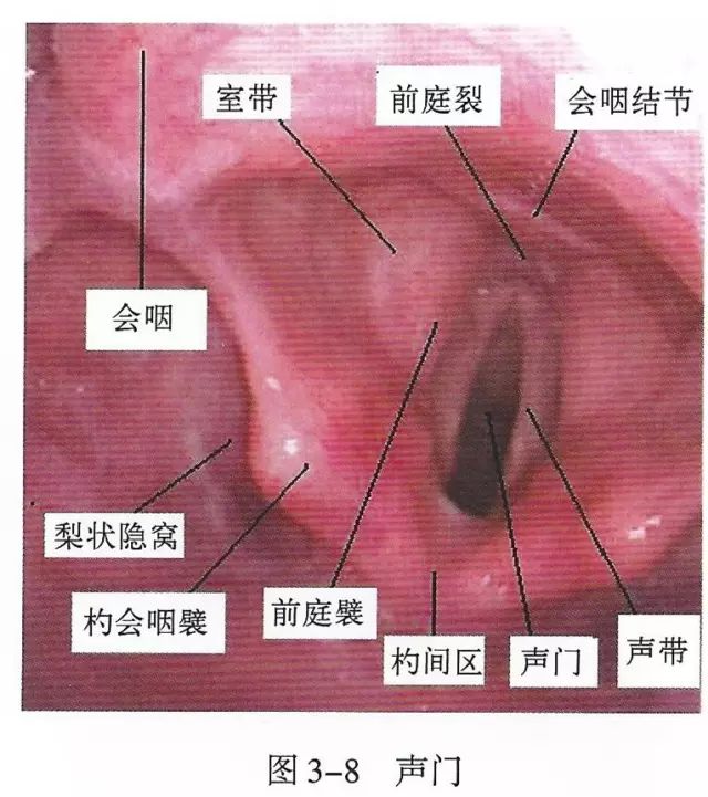 下呼吸道详细图解,必备上呼吸道解剖详解