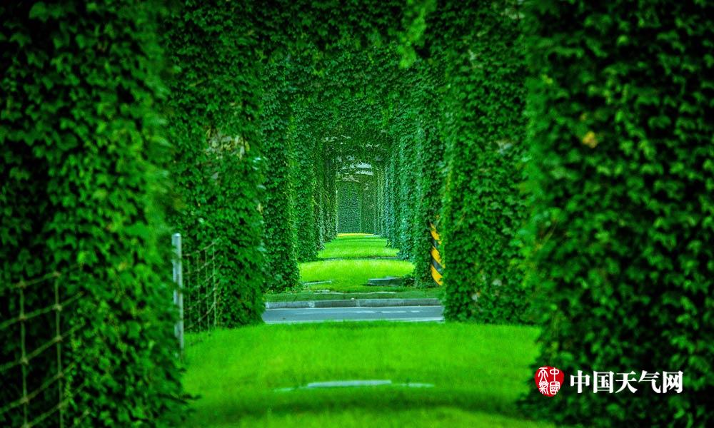 盘点那些绿色城堡看建筑如何在夏天穿上绿色“防晒衣”