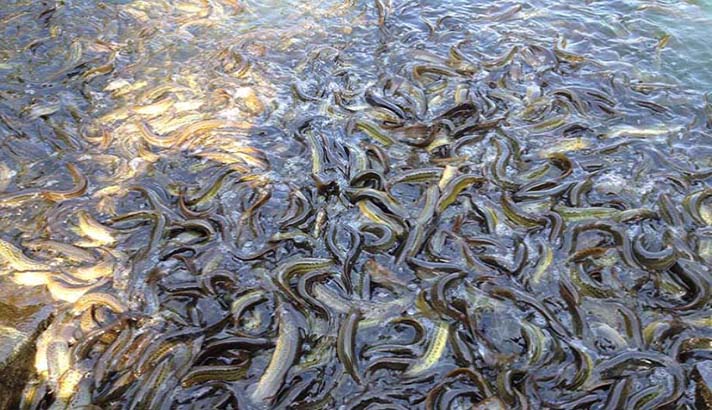 泥鳅对虾养殖,泥鳅套养南美白对虾