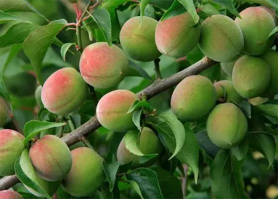 手工《家乡的味道》,梅子家乡味