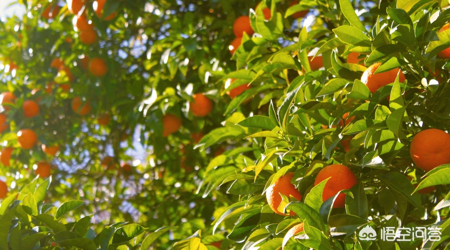 小货车卖水果怎么样,小货车卖水果一般利润是多少