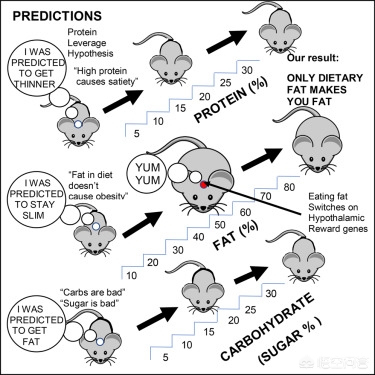 吃米饭和吃肉哪个更容易胖,吃什么才会胖得快