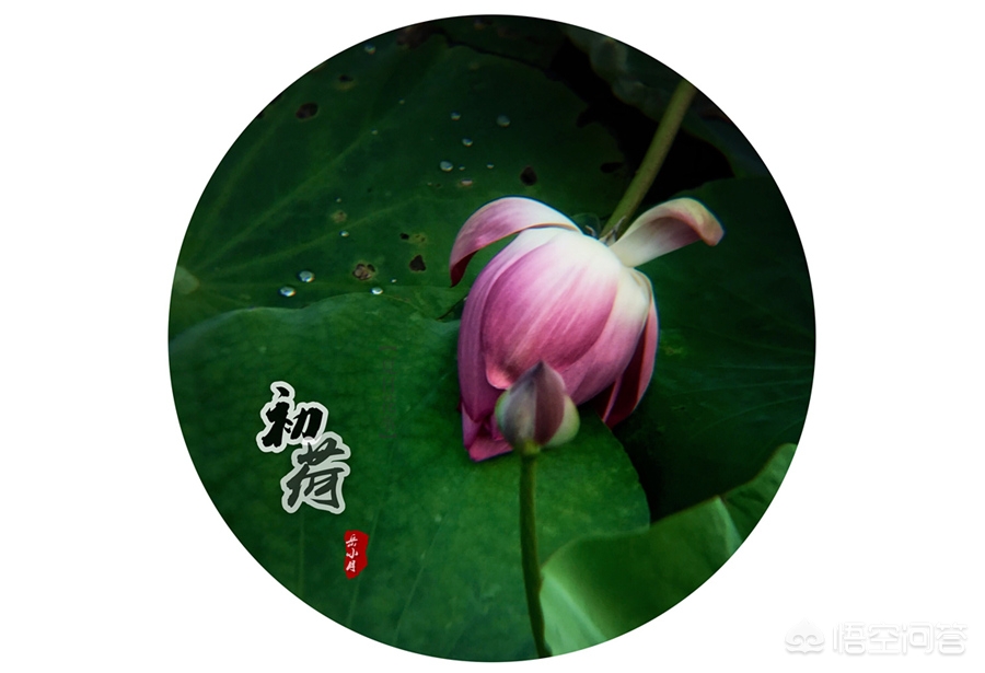 图片加文字小印章,图片如何加透明印章