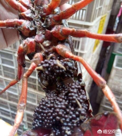 养殖小龙虾繁殖技术与管理,小龙虾养殖快速生长的办法是什么