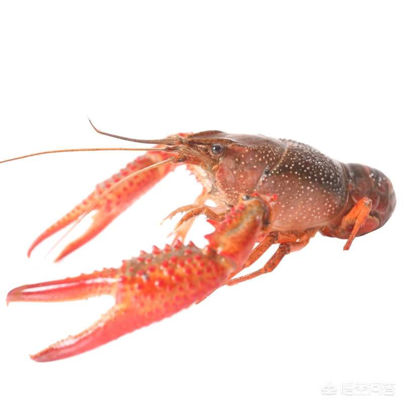 养殖小龙虾繁殖技术与管理,小龙虾养殖快速生长的办法是什么