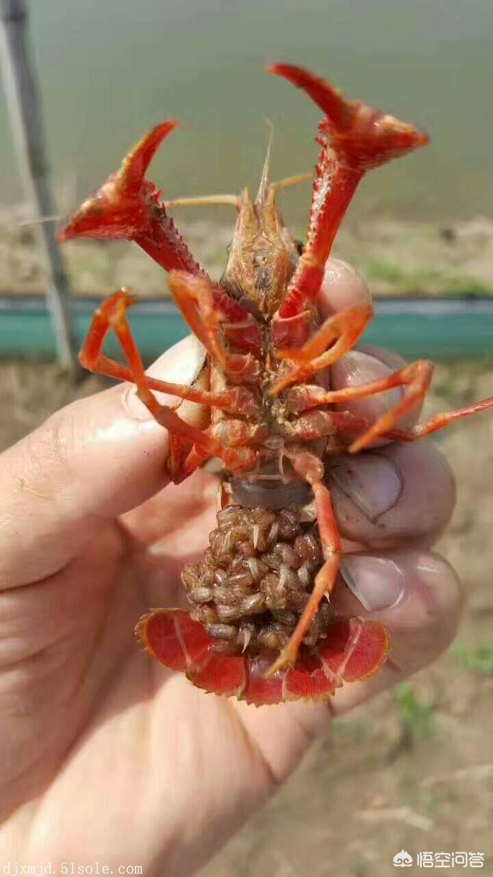 养殖小龙虾繁殖技术与管理,小龙虾养殖快速生长的办法是什么