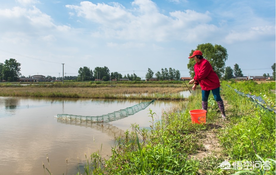 如何能做到最大限度的捕捞小龙虾,养殖小龙虾春天龙虾怎么捕捞