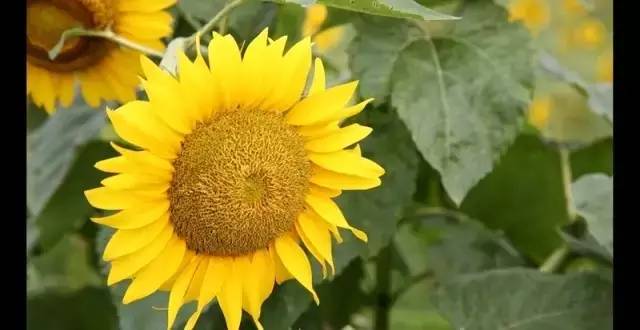 未来三个月没有假期,如何在青田抖high起来~~~(最时髦新玩法)