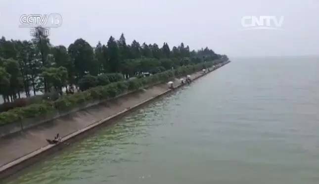 无锡太湖蓝藻持续时间,无锡太湖蓝藻爆发事件影响