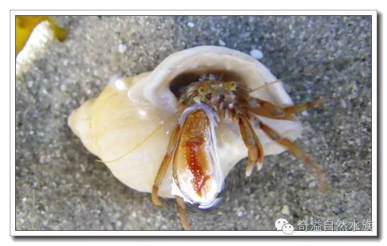 杂志连载就是不一样的寄居蟹