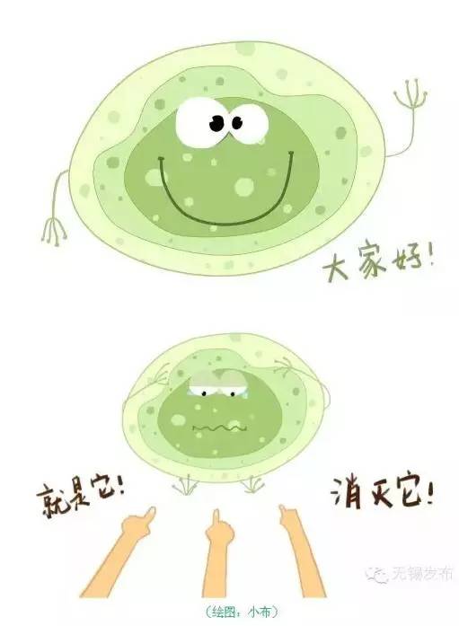 无锡太湖蓝藻持续时间,无锡太湖蓝藻爆发事件影响