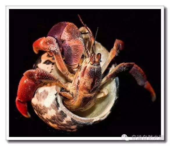杂志连载就是不一样的寄居蟹