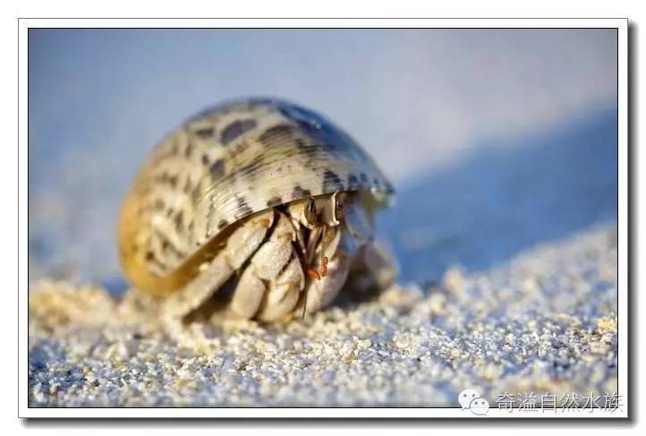 杂志连载就是不一样的寄居蟹