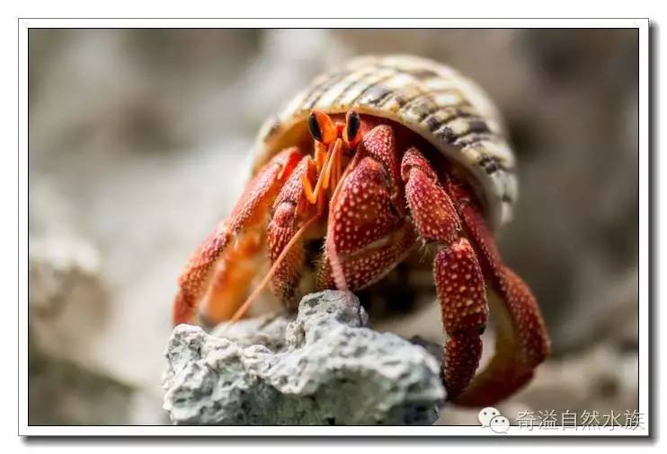 杂志连载就是不一样的寄居蟹