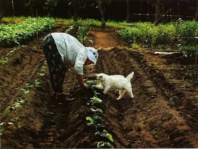 croissant猫咪原视频,croissant猫系列