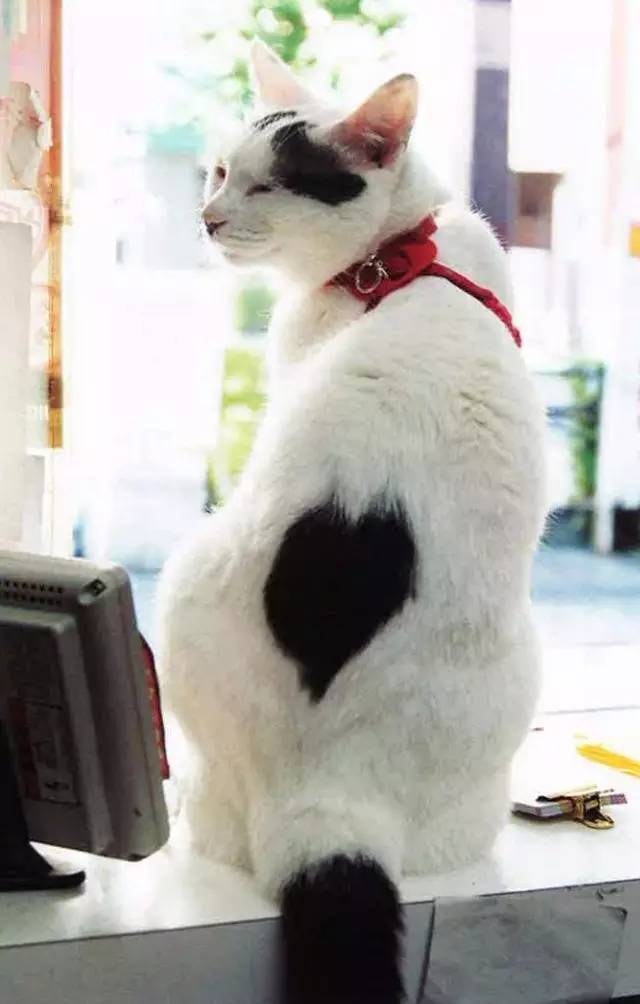 croissant猫咪原视频,croissant猫系列