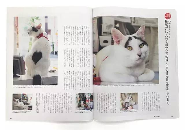 croissant猫咪原视频,croissant猫系列