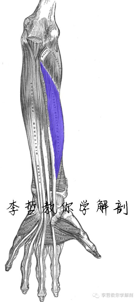 正中神经支配区域,一条神经属于器官吗