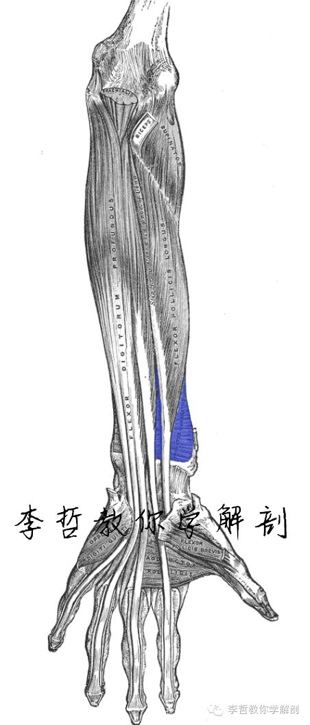 正中神经支配区域,一条神经属于器官吗
