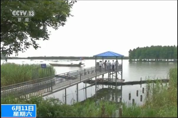 无锡太湖蓝藻持续时间,无锡太湖蓝藻爆发事件影响