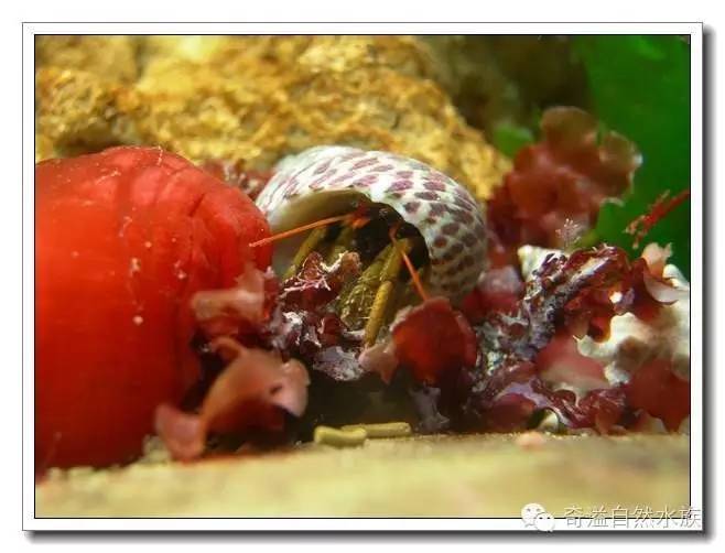 杂志连载就是不一样的寄居蟹